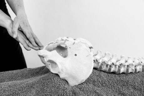 Living Anatomy - Online Course