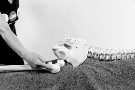 Exercise rehabilitation for the hip and low back