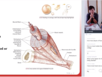 Musculoskeletal Anatomy Webinar