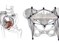 Pelvic floor anatomy and health ws