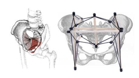 Pelvic Floor Anatomy and health: A myofascial perspective